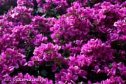 14_Bougainvilles