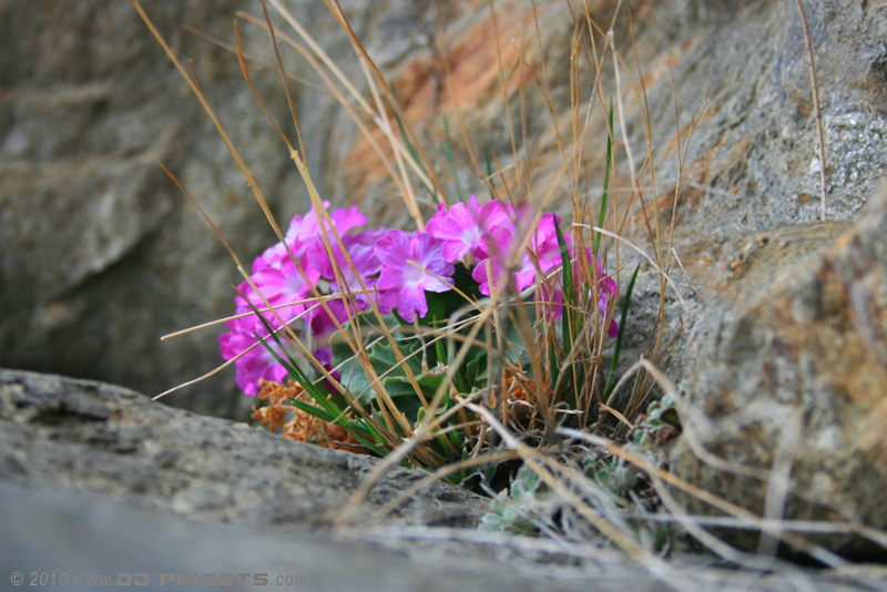 tirol_may_2010_07