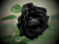 black rose