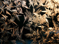 ice flowers